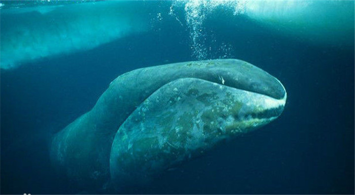 格陵兰鲸