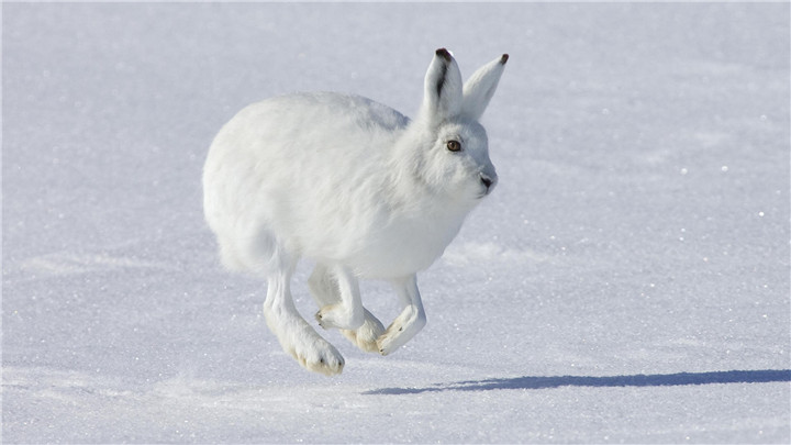 arctic-rabbit