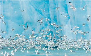 Black-legged Kittiwakes