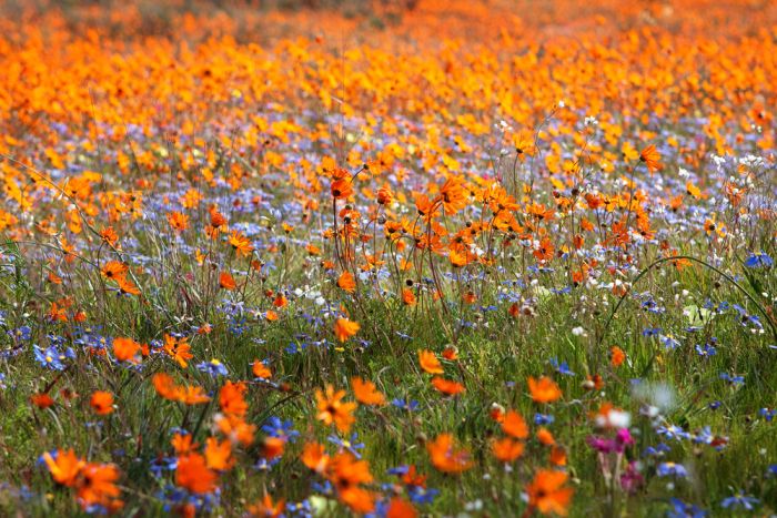 Namaqualand-orange-flowers-
