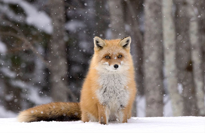 北海道狐