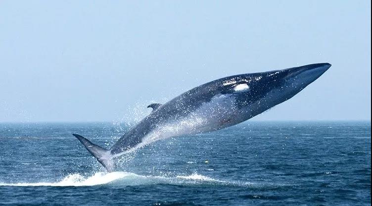 长须鲸