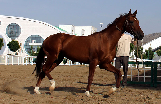 Horses-(2)