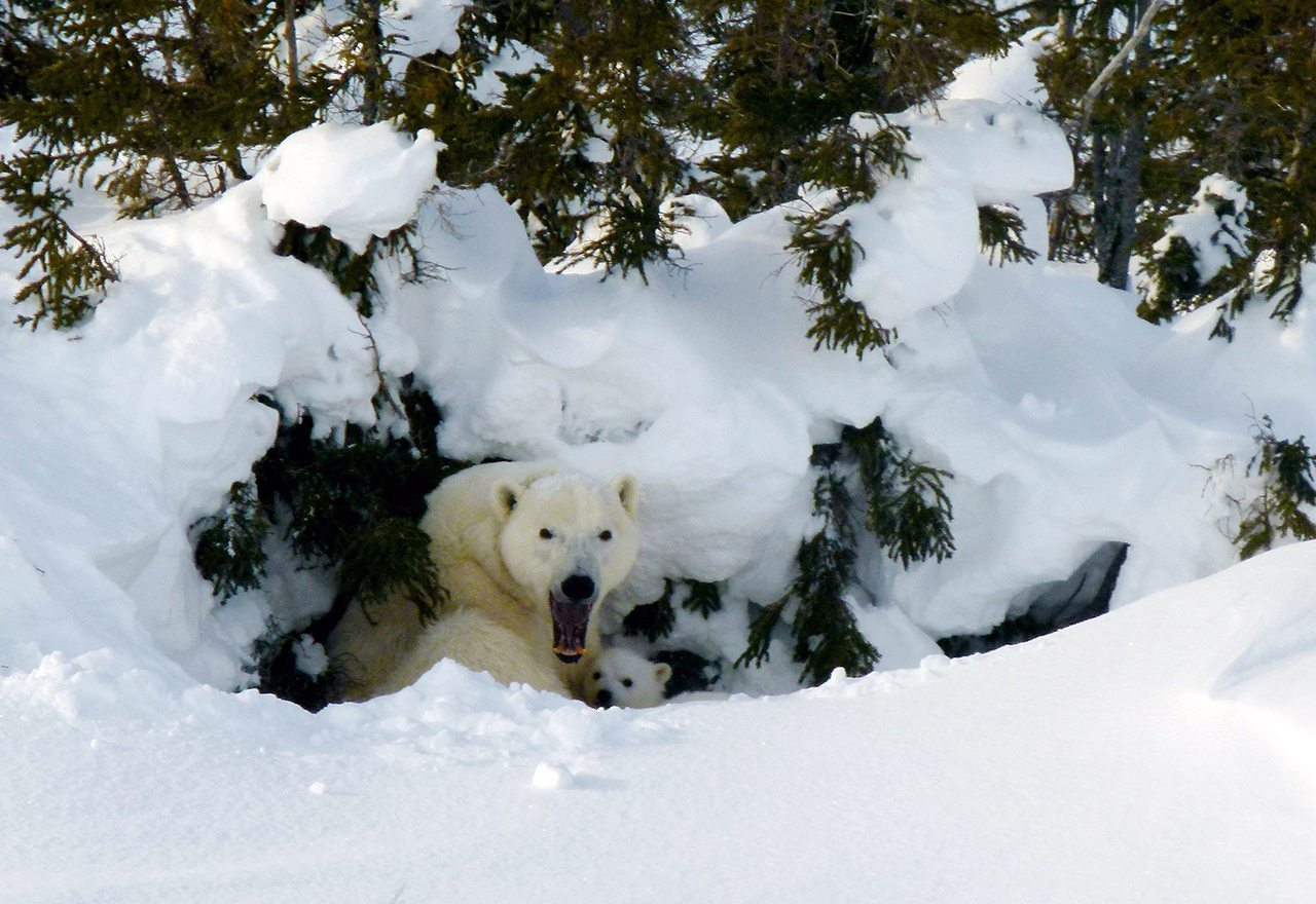 Lynette-Reid_Polar_bear_cubs_Canada-2011-583