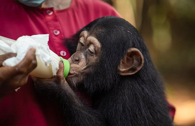 塔库加马黑猩猩保护区2