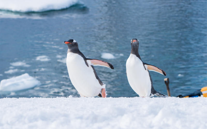 南设得兰群岛和南极半岛-企鹅-12月 (17)
