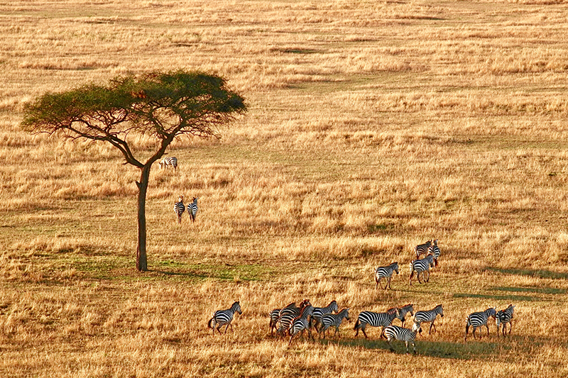 Serengeti, Tanzania (2)