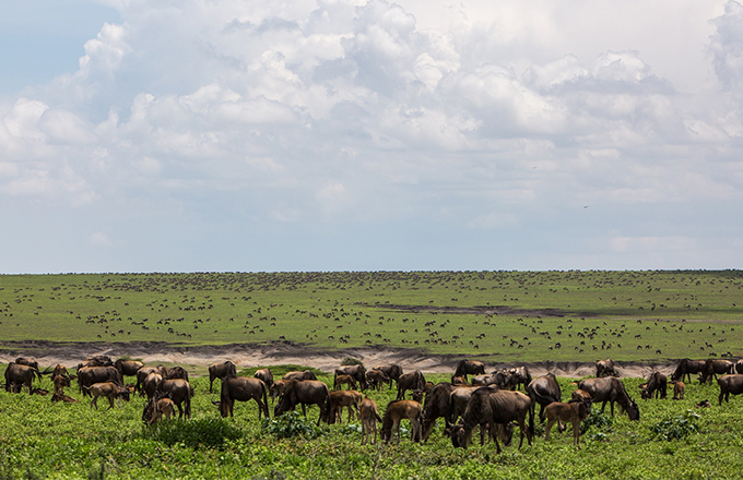 Ngorongoro-conservation-area