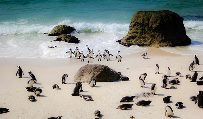 African penguins on seashore beside boulder
