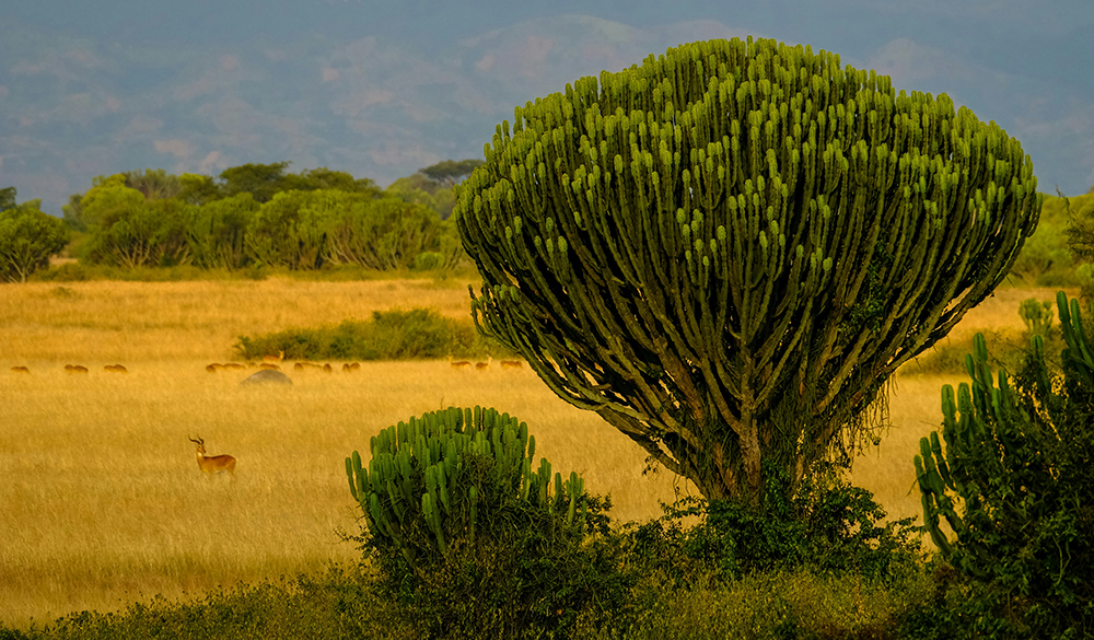 Queen Elizabeth National Park