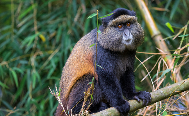 卢旺达金丝猴