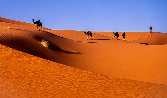 camels in a desert