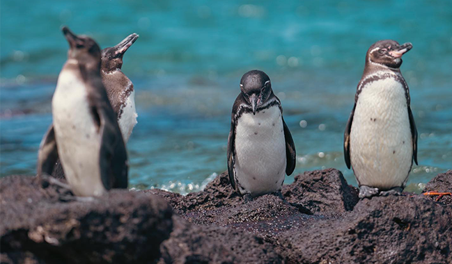 @fodorstravel Photo by Pikaia Lodge - Relais  Châteaux in Galapag