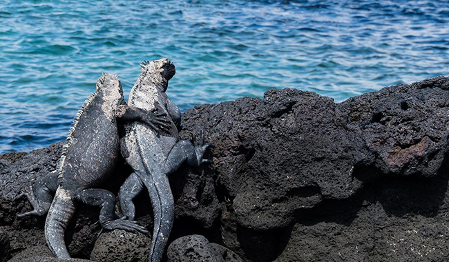 @ecoventura_galapagos Photo by ECOVENTURA - Relais  Chateaux on M