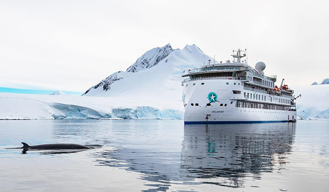 greg-mortimer-whale-antarctica-scaled