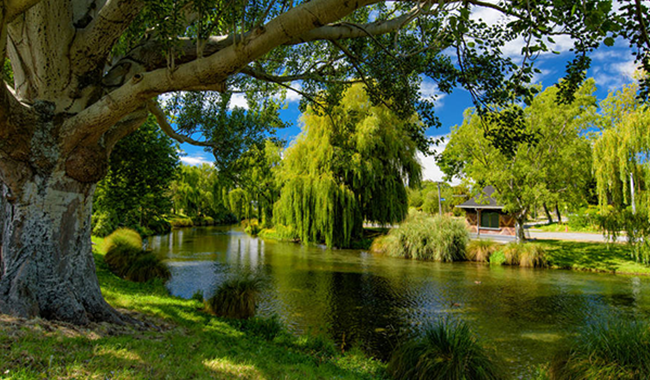 新西兰基督城的雅芳河柳树树