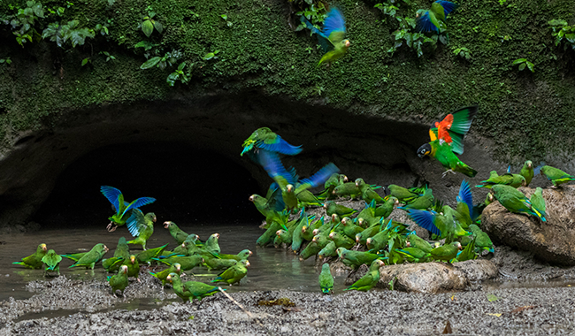 Parrots_and_Parakeets_Fauna_The_Most_Biodiverse_Place_On_Earth_Experiences_Anakonda_Amazon_Cruises