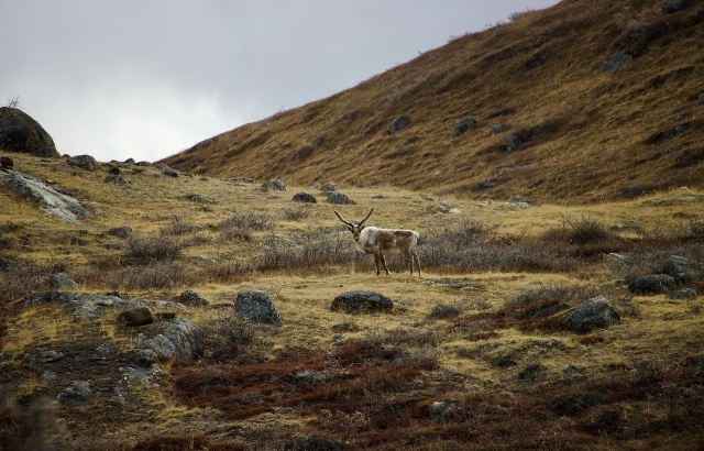 Kangerlussuaq_副本