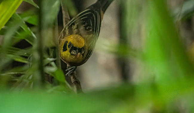 Emerald Tanager