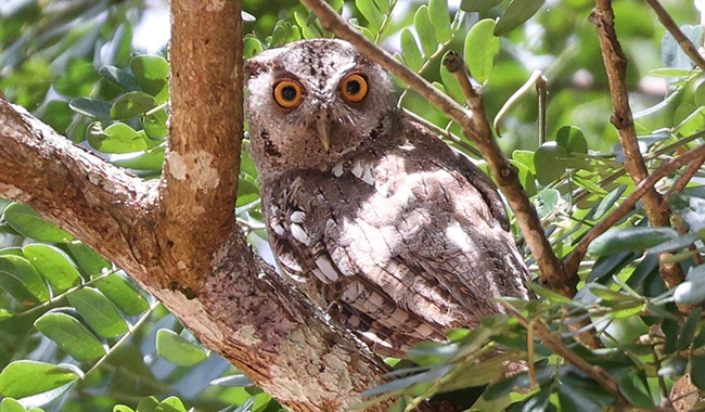 Pacific Screech Owl