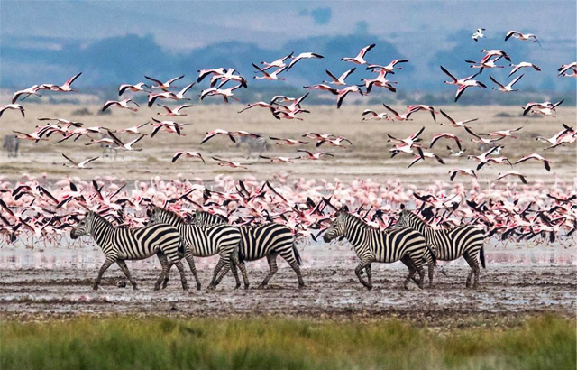 Amboseli Park 2