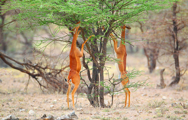 Samburu National Reserve6