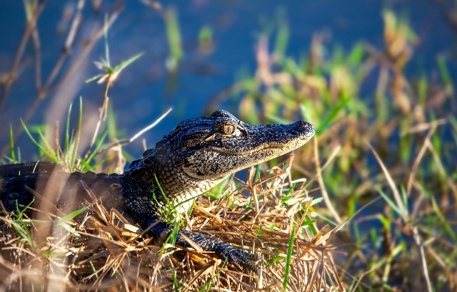 a small alligator is sitting in the grass_副本