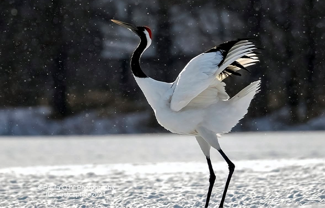钏路丹顶鹤 钏路丹顶鹤