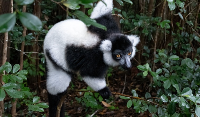 Day 9 狐猴岛 Day 9 狐猴岛