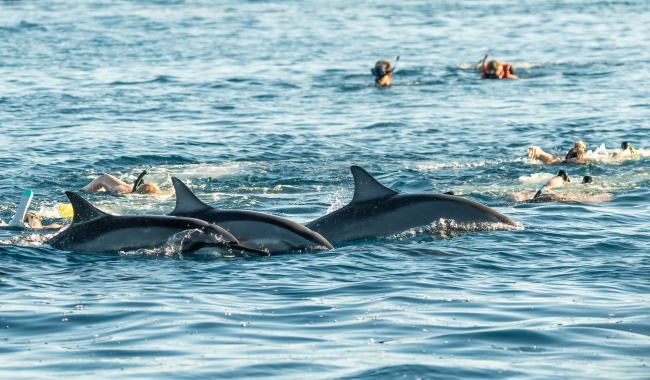 Day 15 海豚 Day 15 海豚