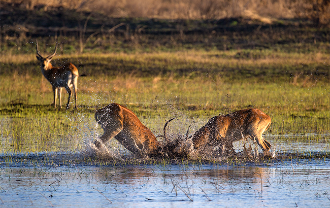 奥卡万戈 奥卡万戈