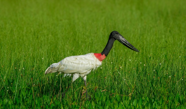 Day 5-6 潘塔纳尔裸颈鹳 Day 5-6 潘塔纳尔裸颈鹳