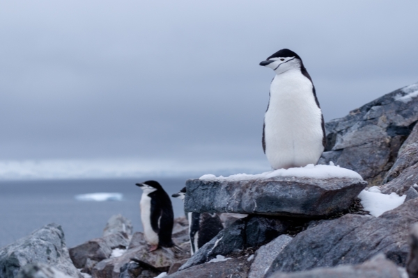 white-and-black penguins on rocks_副本