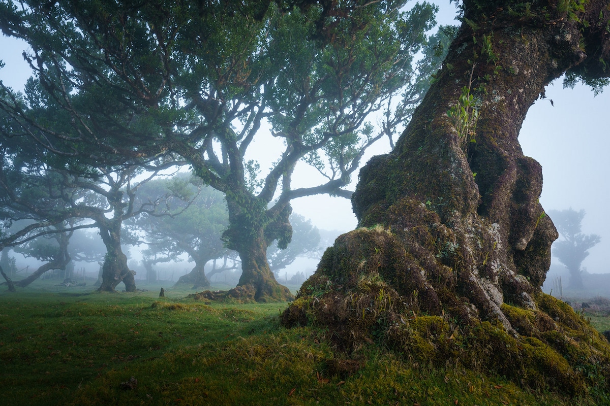 fanal-forest-albert-dros-24