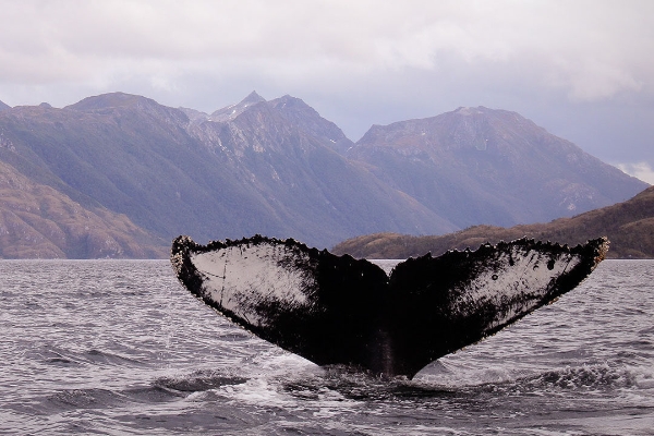 liveatlastravel_101344949_242388633729856_380398648039726309_n_副本 liveatlastravel_101344949_242388633729856_380398648039726309_n_副本