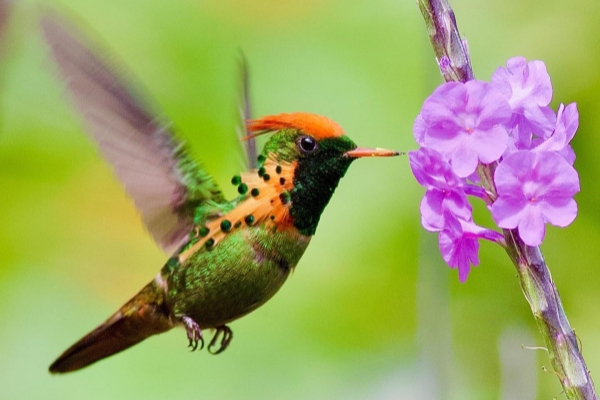 yerettehummingbirds_273672210_1155131268624533_1467466362804199258_n_副本 yerettehummingbirds_273672210_1155131268624533_1467466362804199258_n_副本