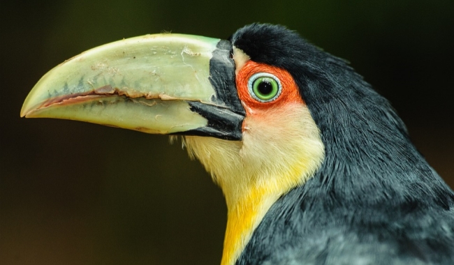 亚马逊鹦鹉 亚马逊鹦鹉