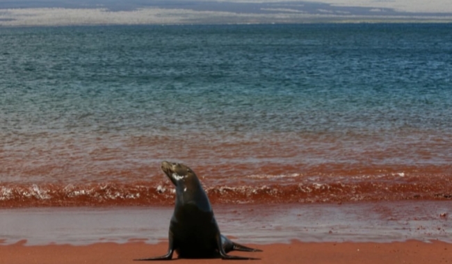 拉比达岛 拉比达岛
