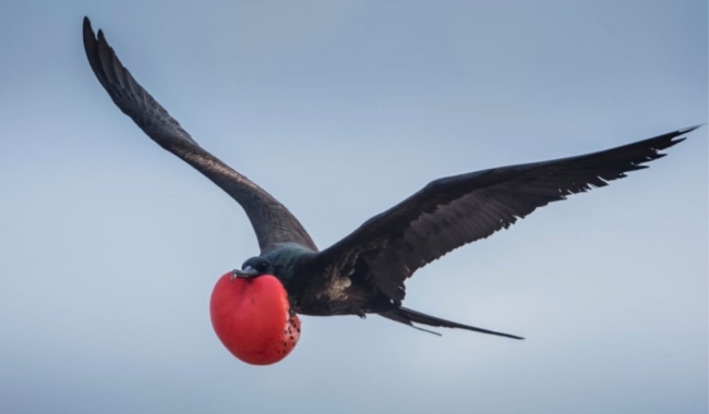 北西摩尔岛 北西摩尔岛