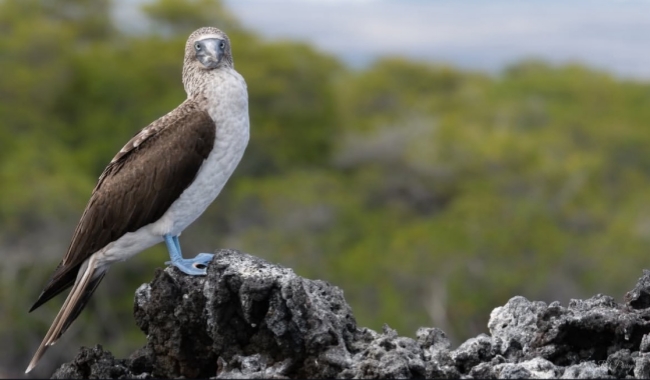 蓝脚鲣鸟 蓝脚鲣鸟