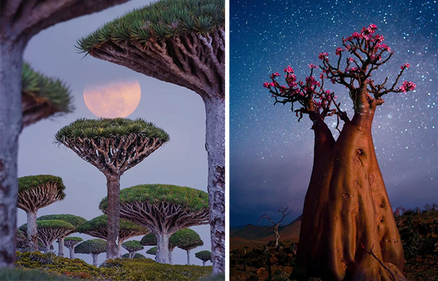 索科特拉岛 索科特拉岛