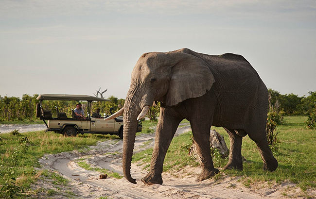 Game Drives