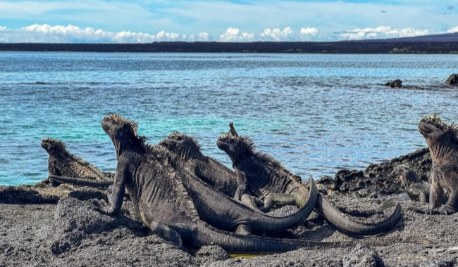 埃斯皮诺萨角 埃斯皮诺萨角