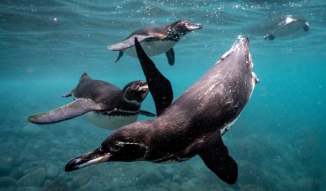 维森特罗卡角 维森特罗卡角