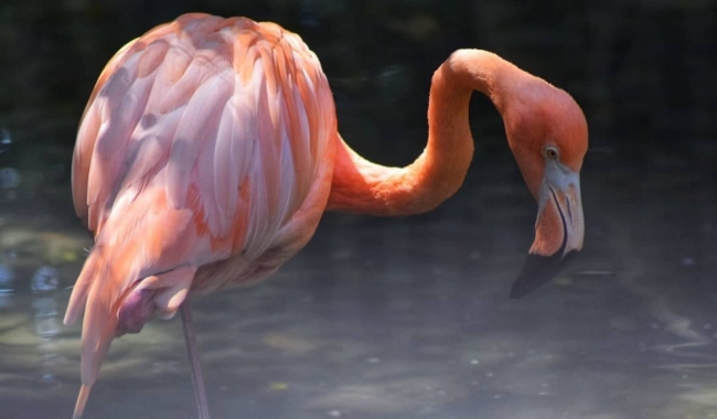 埃加斯港 埃加斯港