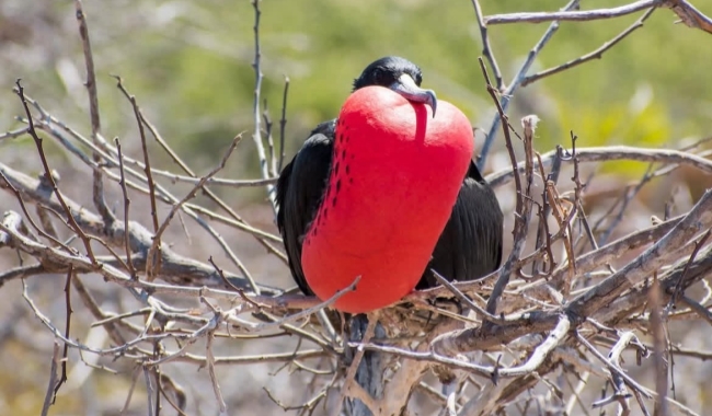 赛摩尔岛 赛摩尔岛