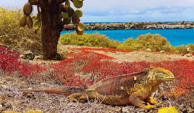 南广场岛 南广场岛