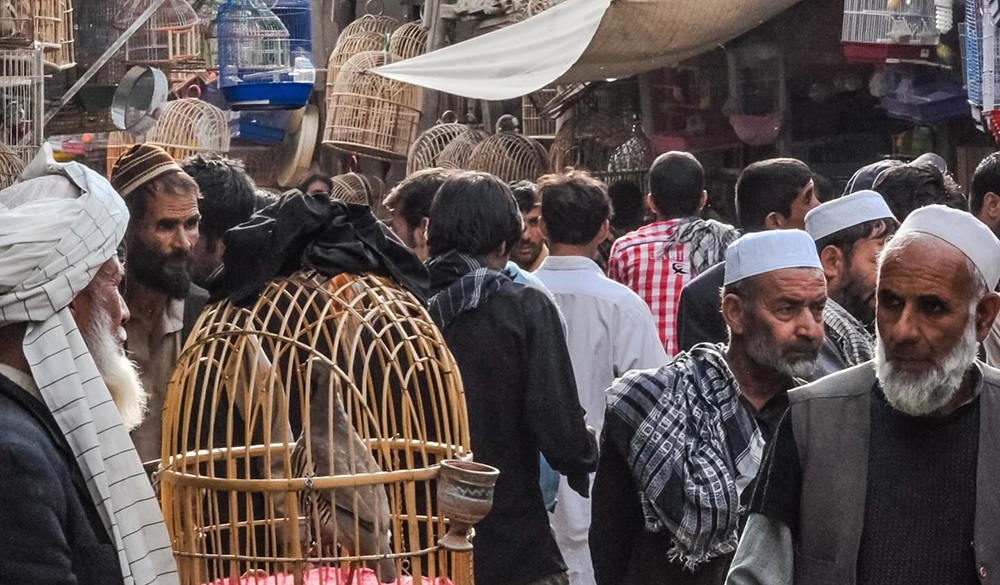 百鸟市场 (1) 百鸟市场 (1)