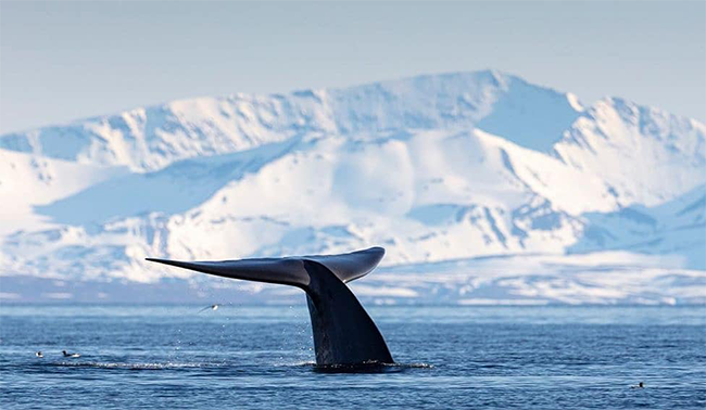 @natgeo Photo by Visit Svalbard in Svalbard, Northernmost Norway @natgeo Photo by Visit Svalbard in Svalbard, Northernmost Norway