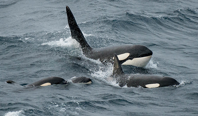 p2889009023 p2889009023